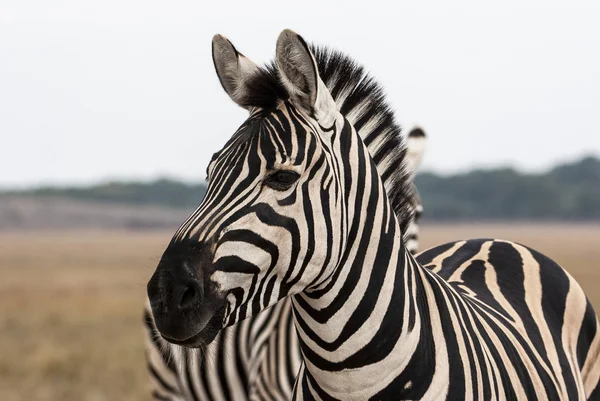 Cebra Montaña Del Cabo Equus Zebra Yegua Con Potro Parque — Foto de Stock