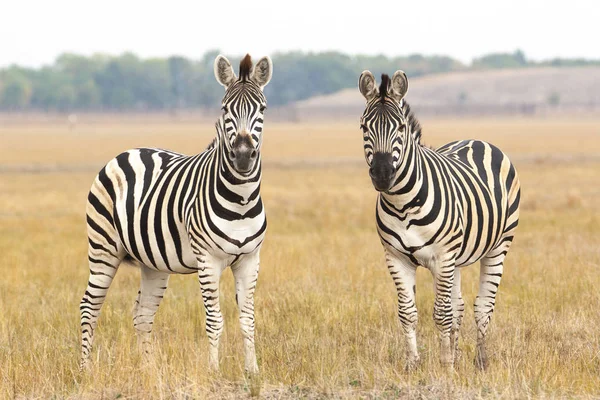 Cebra Montaña Del Cabo Equus Zebra Yegua Con Potro Parque — Foto de Stock