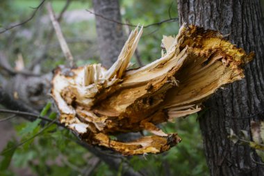 Fırtına zararı ve kırık ormanda.