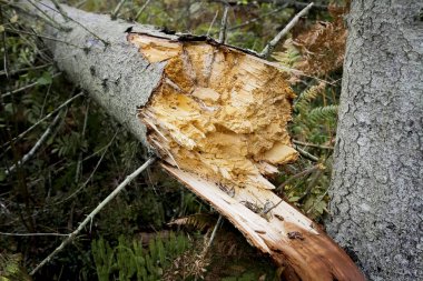 Fırtına zararı ve kırık ormanda.