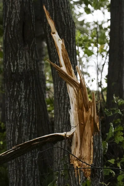 Storm Damage Broken Tree Forest — Stock Photo, Image