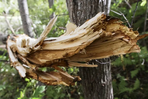 Storm Damage Broken Tree Forest — Stock Photo, Image