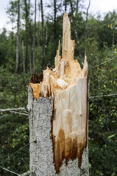 Storm Damage Broken Tree Forest — Stock Photo, Image