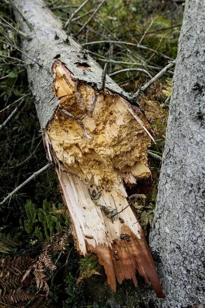 Storm Damage Broken Tree Forest — Stock Photo, Image