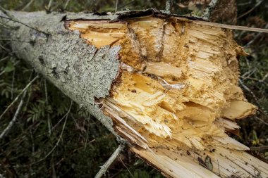 Fırtına zararı ve kırık ormanda.