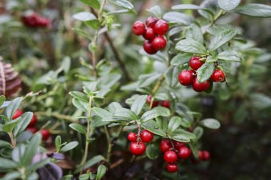 Çalılıkların üzerinde kırmızı bilberry kırmızı meyveler. Orman meyveleri