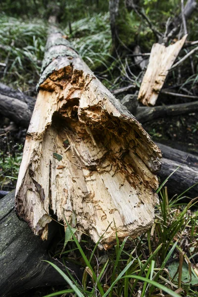 Storm Damage Broken Tree Forest — Stock Photo, Image