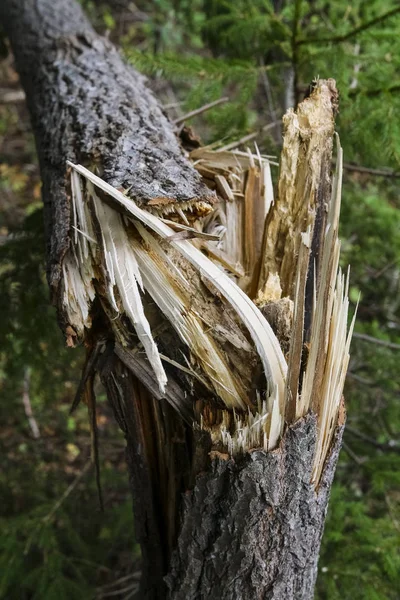 Storm Damage Broken Tree Forest — Stock Photo, Image