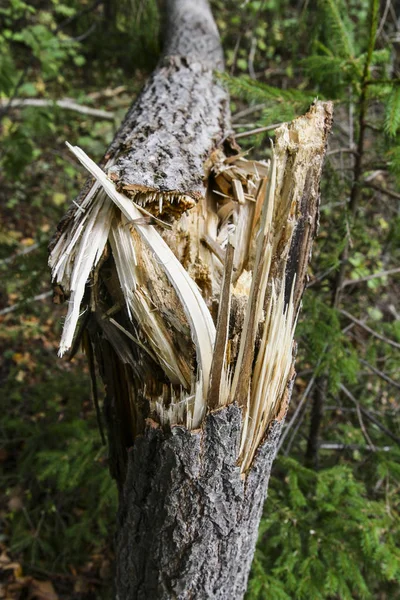 Storm Damage Broken Tree Forest — Stock Photo, Image