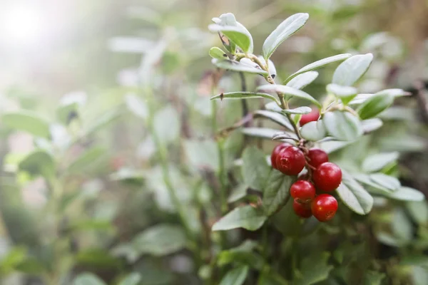 Red Berries Red Bilberry Bushes Berries Forest — Stock Photo, Image