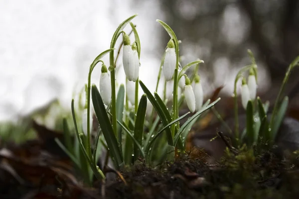Gota Neve Floresta Composição Natureza Primavera — Fotografia de Stock