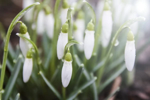 Gota Neve Floresta Composição Natureza Primavera — Fotografia de Stock