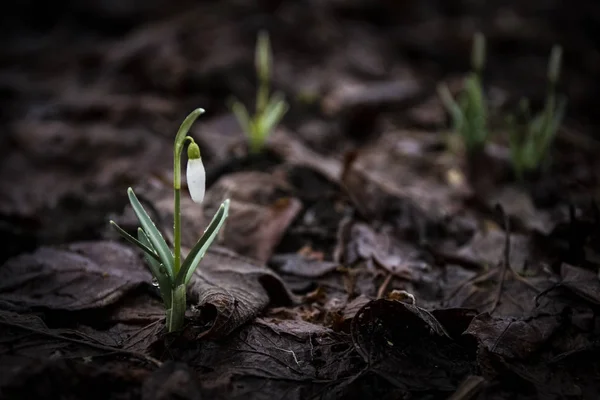 Snowdrop Forest Spring Nature Composition — Stock Photo, Image