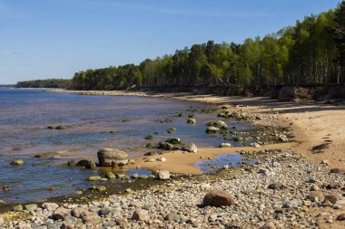 Riga Körfezi'nde taşlı plaj, Baltık Denizi, Letonya