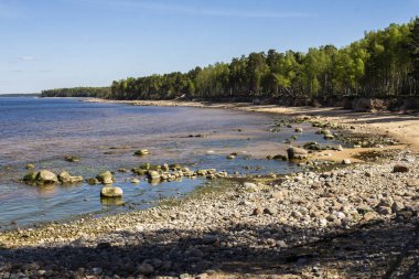 Riga Körfezi'nde taşlı plaj, Baltık Denizi, Letonya