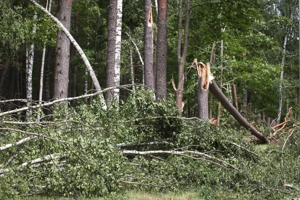 Storm damage, tree broken after hurricane storm fallen tree after a storm.