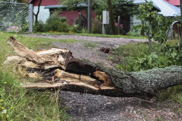 Storm damage, tree broken after hurricane storm fallen tree after a storm.