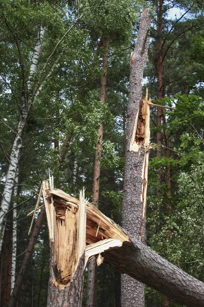 Storm Damage Tree Broken Hurricane Storm Fallen Tree Storm — Stock Photo, Image