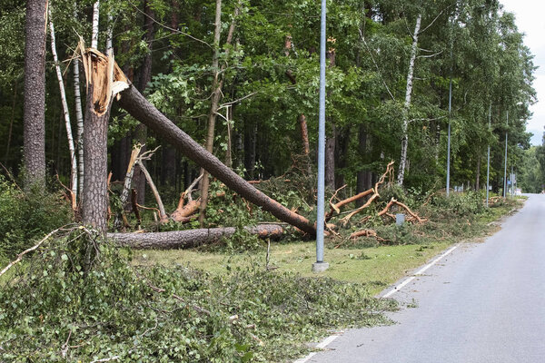 Storm damage, tree broken after hurricane storm fallen tree after a storm.