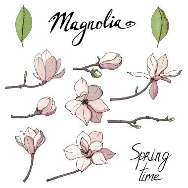 Set of isolated magnolia. Magnolia flower set. Objects isolated on white background.  clipart