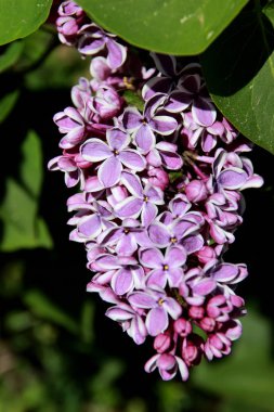 yeşil yeşillik bir arka plan üzerinde çiçek leylak