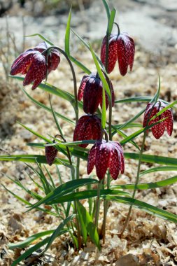 Dünya üzerinde çim olmadan ilk bahar çiçekleri