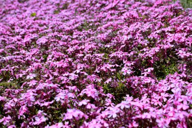 pembe sürünen Phlox subulate