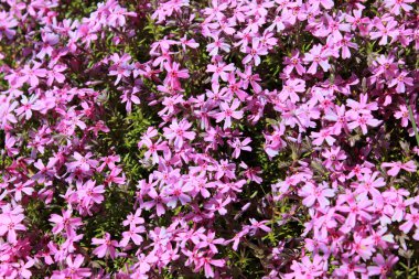 pembe sürünen Phlox subulate