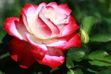 kırmızı ve beyaz yeşil bir arka plan üzerinde gül