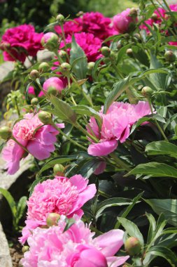 Bahçedeki pembe şakayıklar