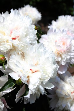 Bahçedeki beyaz şakayıklar