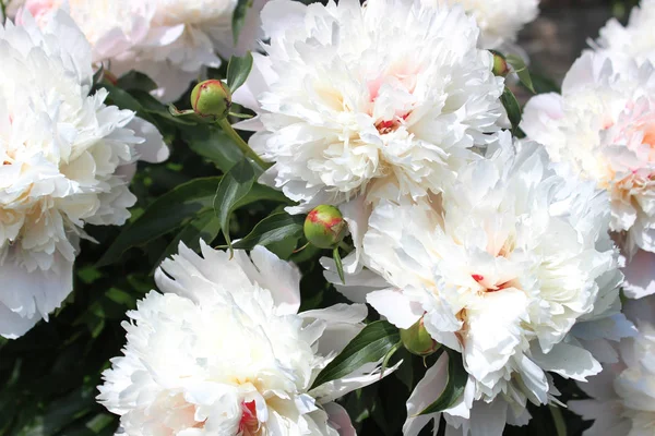 Bahçedeki beyaz şakayıklar