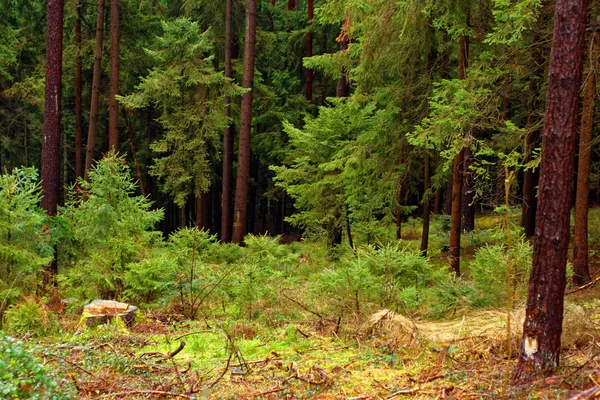 Csonkja Borított Moha Egy Sűrű Sűrű Erdő — Stock Fotó