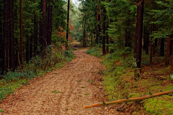 Jalan Kosong Dan Berliku Hutan Musim Gugur — Stok Foto