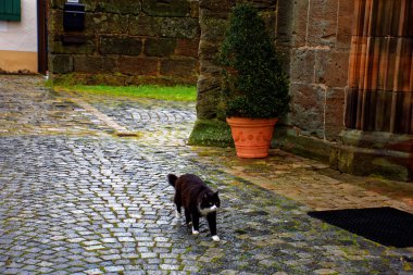 kara kedi terk edilmiş bir şehir yürür