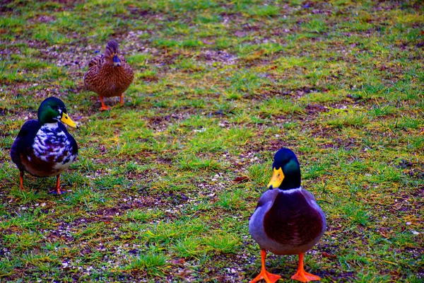 Beautiful Ducks Autumn Pond — Stock Photo, Image