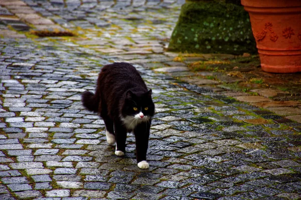 black cat walks along a deserted city