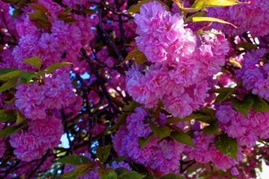 bahar Park doğanın güzel renkleri