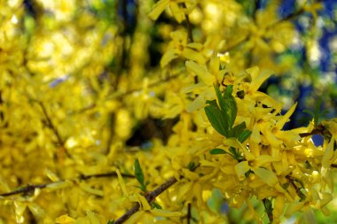 bahar Park doğanın güzel renkleri