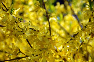 bahar Park doğanın güzel renkleri