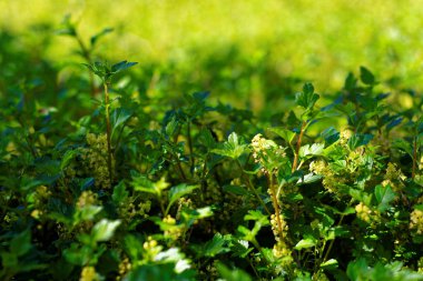 bahar Park doğanın güzel renkleri
