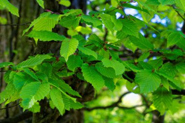 bahar Park doğanın güzel renkleri