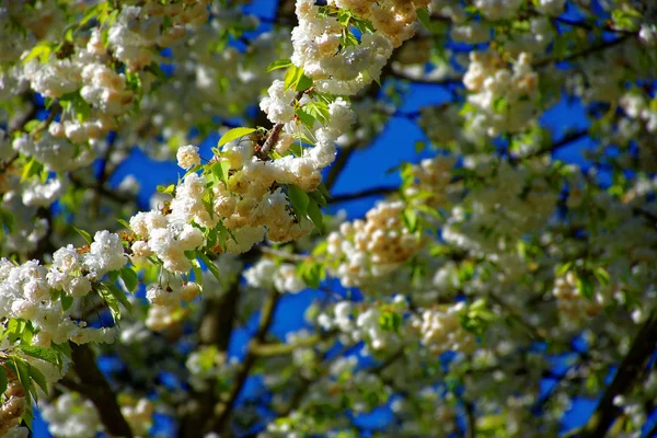 Красиві Кольори Природи Весняному Парку — стокове фото
