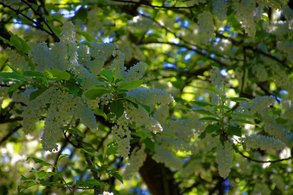 Belas Cores Natureza Parque Primavera — Fotografia de Stock