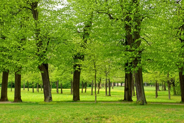 Belas Cores Natureza Parque Primavera — Fotografia de Stock