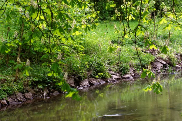 Piękne Kolory Natury Parku Wiosna — Zdjęcie stockowe