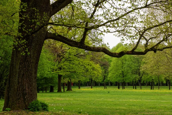 Hermosos Colores Naturaleza Parque Primavera — Foto de Stock