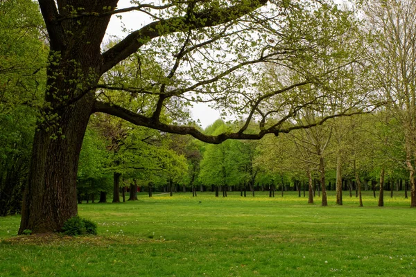 Schöne Farben Der Natur Frühlingspark — Stockfoto