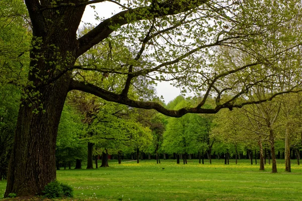 Schöne Farben Der Natur Frühlingspark — Stockfoto