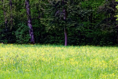 bahar Park doğanın güzel renkleri